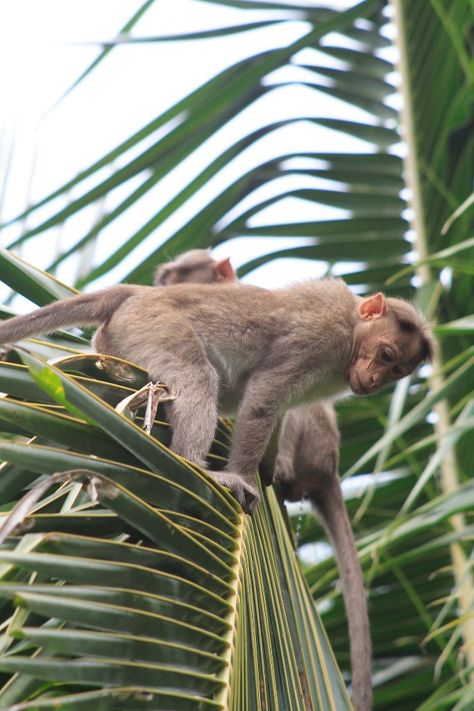 31-Monkey's trowing coconuts to the visitors.jpg - Monkey's trowing coconuts to the visitors